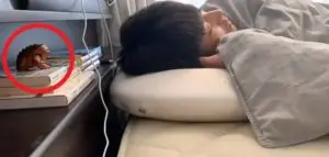 すぎもねのカエルの置物